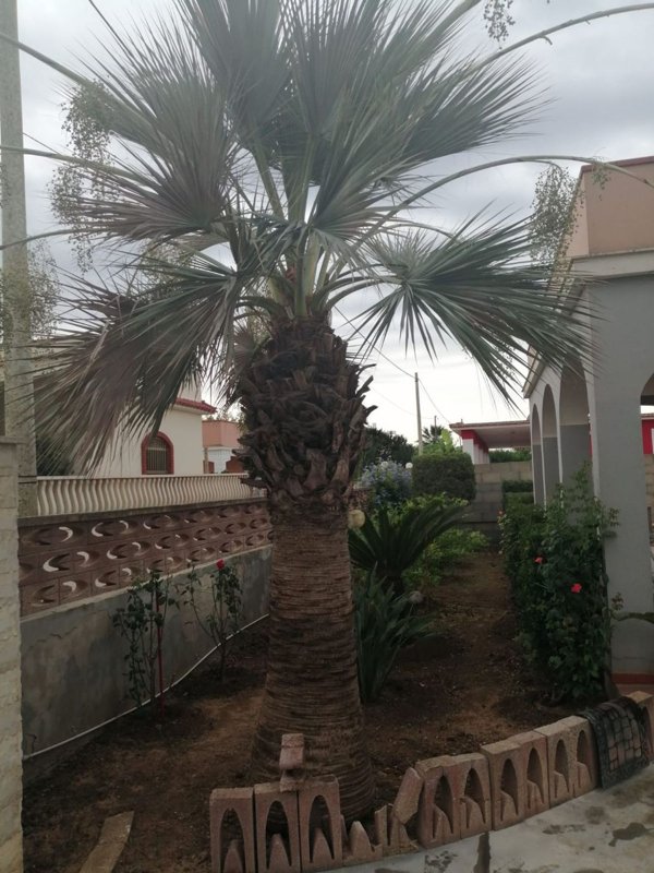 casa indipendente in vendita a Pachino