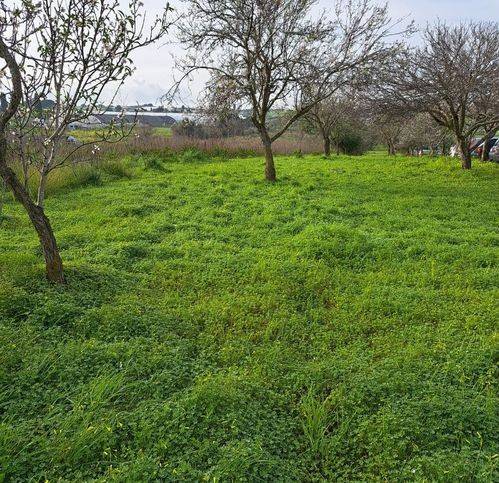 terreno agricolo in vendita a Pachino