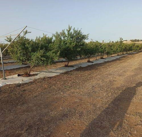 casa indipendente in vendita a Pachino