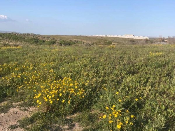 terreno agricolo in vendita a Pachino