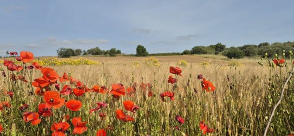 terreno agricolo in vendita a Pachino