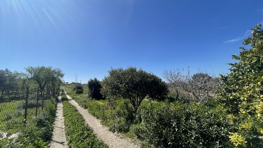 terreno agricolo in vendita a Pachino