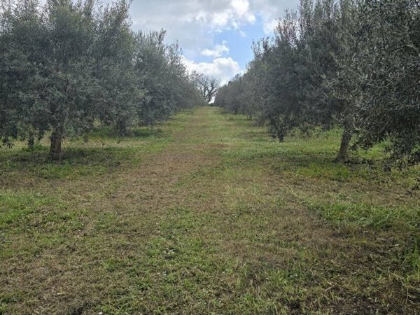 terreno agricolo in vendita a Palazzolo Acreide