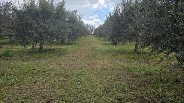 casa indipendente in vendita a Palazzolo Acreide