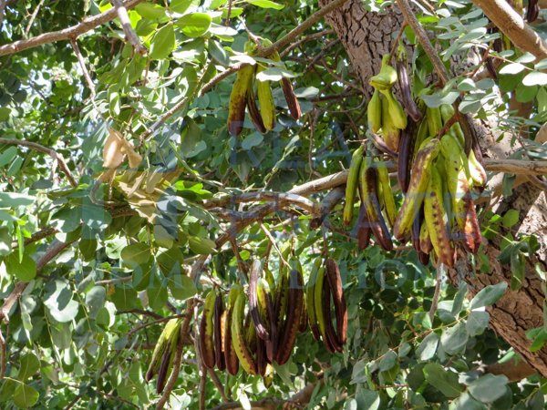 appartamento in vendita a Rosolini