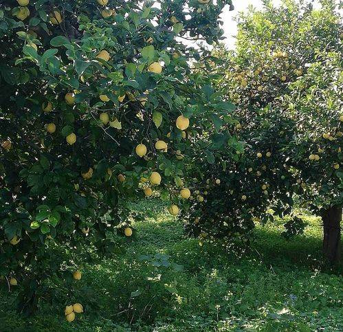 terreno agricolo in vendita a Siracusa in zona Belvedere