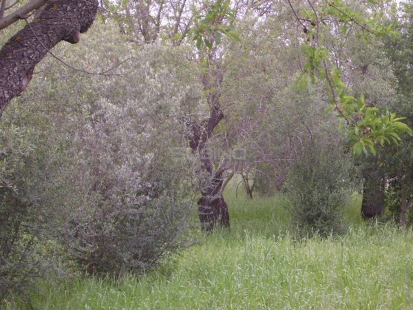 terreno agricolo in vendita a Siracusa