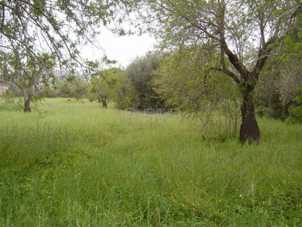 terreno agricolo in vendita a Siracusa