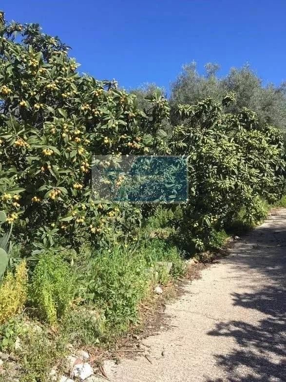 terreno agricolo in vendita a Siracusa in zona Belvedere