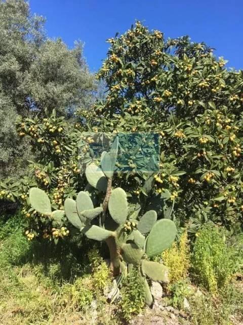 terreno agricolo in vendita a Siracusa in zona Borgata