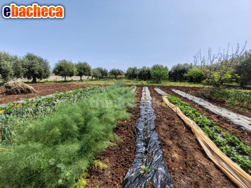 casa indipendente in vendita a Siracusa in zona Arenella