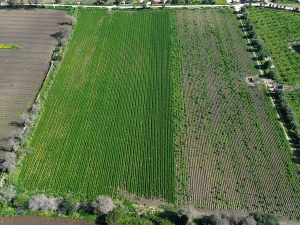 terreno agricolo in vendita a Siracusa in zona Isola / Plemmirio