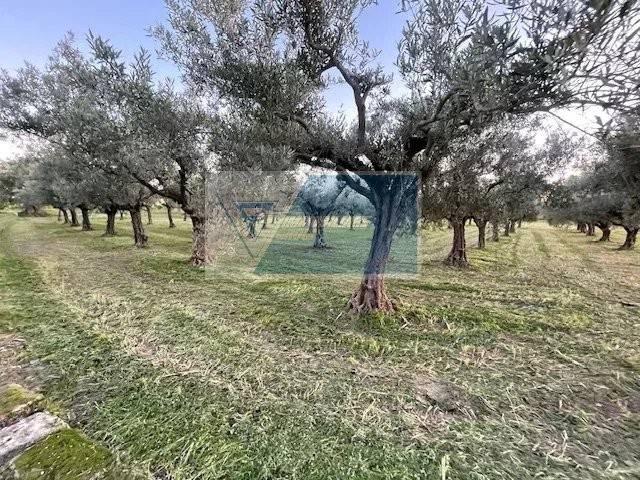 terreno agricolo in vendita a Siracusa in zona Belvedere