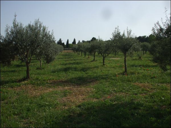 terreno agricolo in vendita a Siracusa