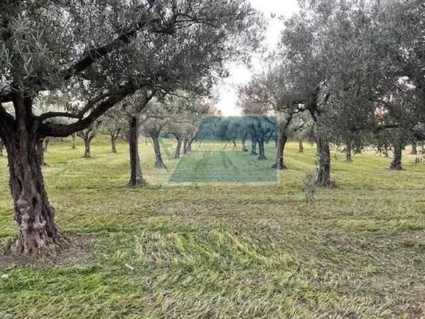 terreno agricolo in vendita a Siracusa in zona Borgata