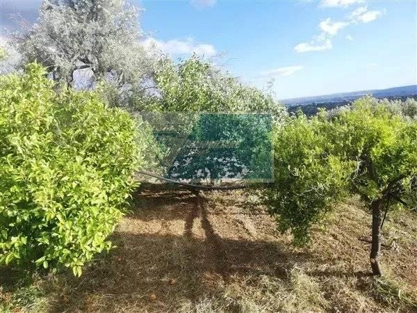 terreno agricolo in vendita a Siracusa in zona Borgata