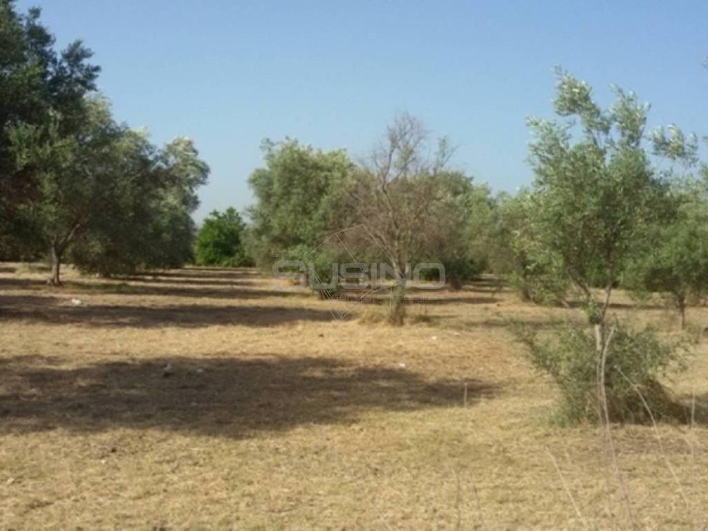terreno agricolo in vendita a Siracusa in zona Belvedere