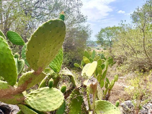casale in vendita a Siracusa in zona Epipoli