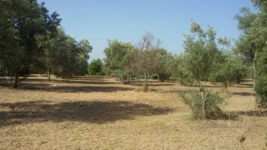 terreno agricolo in vendita a Siracusa in zona Belvedere