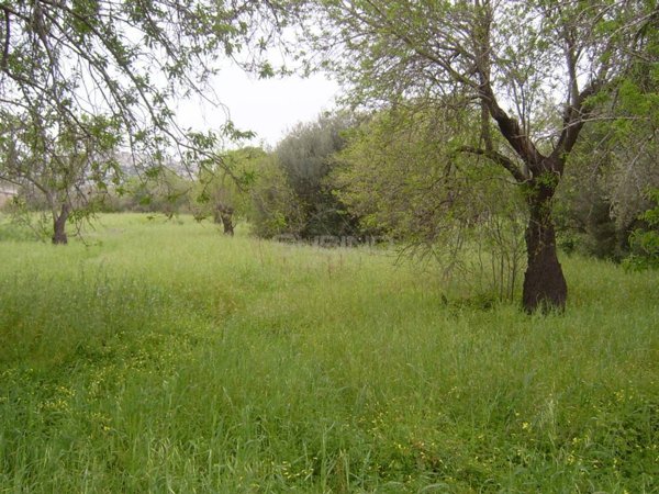 terreno agricolo in vendita a Siracusa