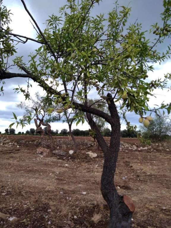 terreno agricolo in vendita a Siracusa in zona Cassibile
