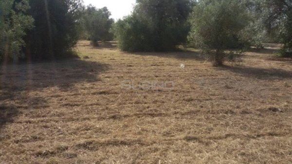 terreno agricolo in vendita a Siracusa