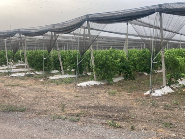 terreno agricolo in vendita a Siracusa in zona Belvedere