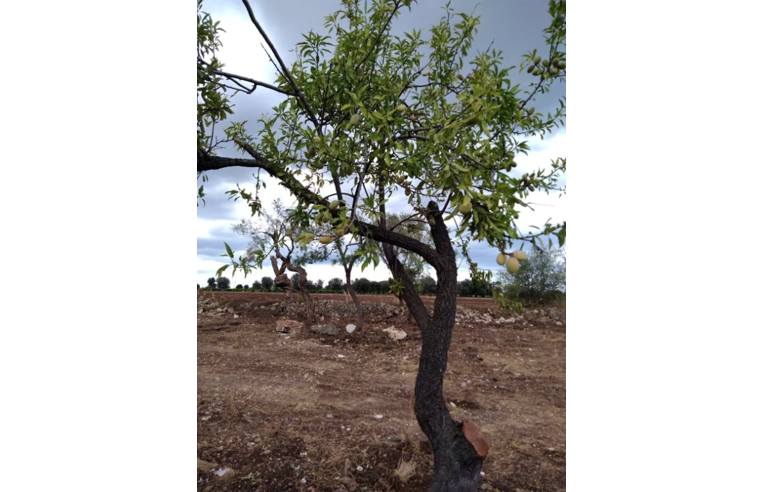 terreno agricolo in vendita a Siracusa in zona Cassibile