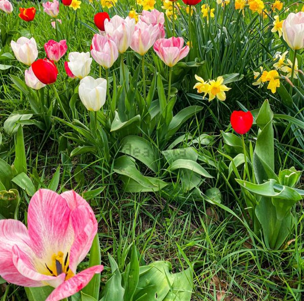 casa indipendente in vendita a Siracusa
