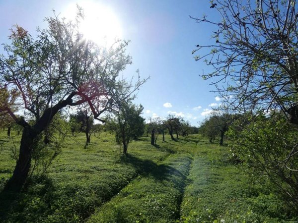 terreno agricolo in vendita a Siracusa in zona Belvedere