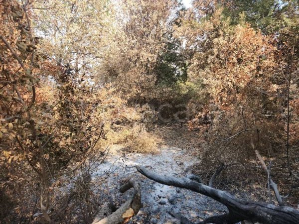 terreno agricolo in vendita a Solarino