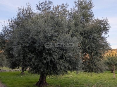 casa indipendente in vendita a Solarino