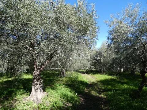 terreno agricolo in vendita a Sortino