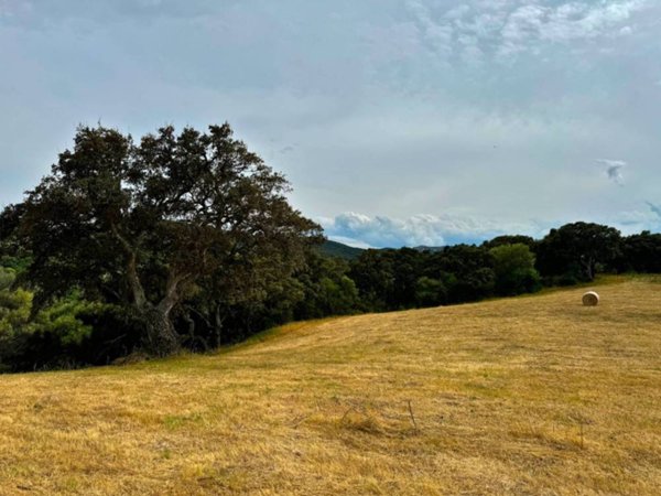 terreno agricolo in vendita ad Aggius