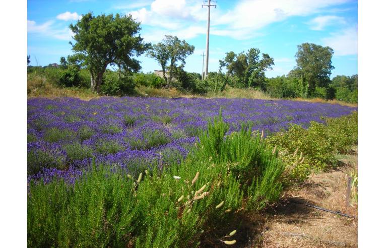 terreno agricolo in vendita ad Aggius