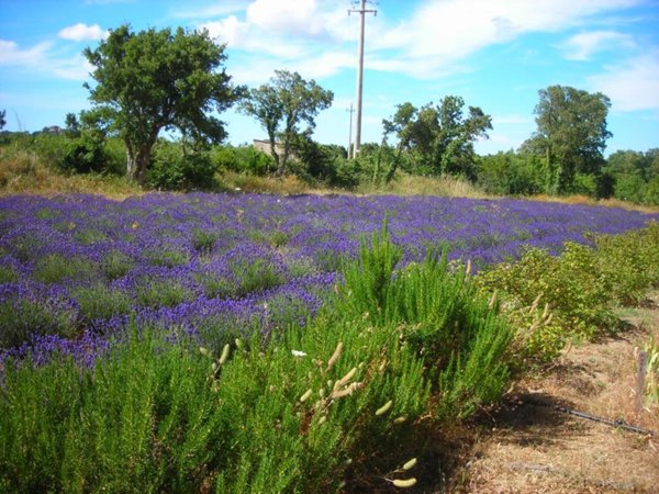 terreno in vendita ad Aggius