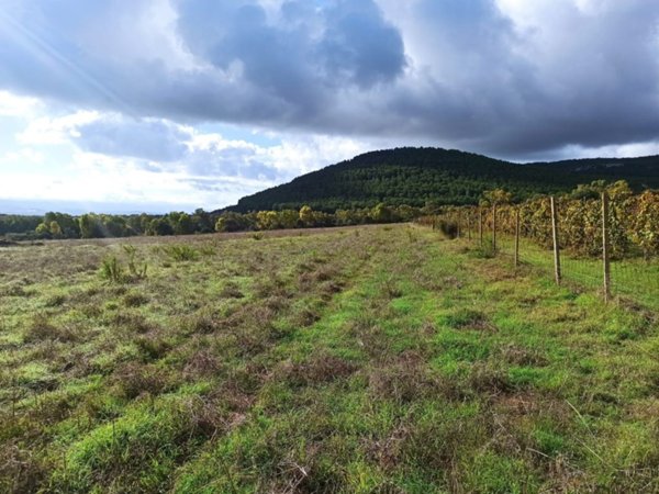 terreno agricolo in vendita ad Alghero