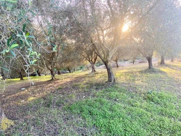 terreno agricolo in vendita ad Alghero in zona Maria Pia