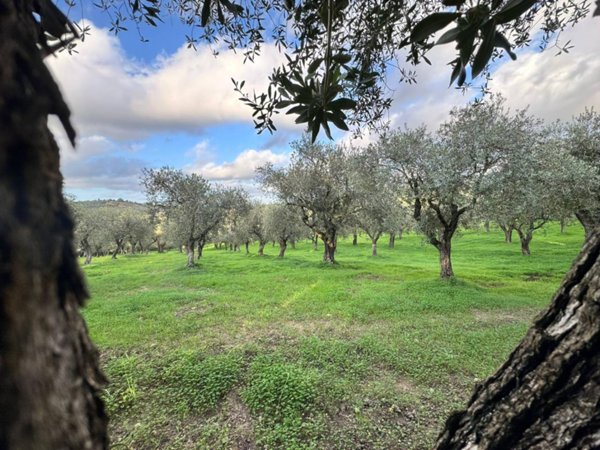 terreno agricolo in vendita ad Alghero in zona Sant'Anna