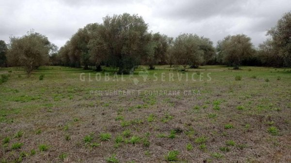 terreno agricolo in vendita ad Alghero