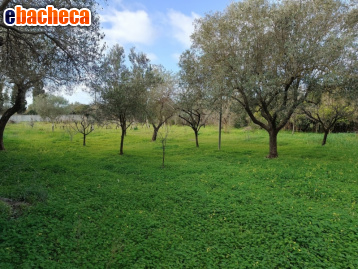 terreno agricolo in vendita ad Alghero