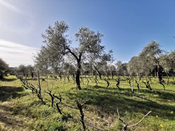 terreno agricolo in vendita ad Alghero