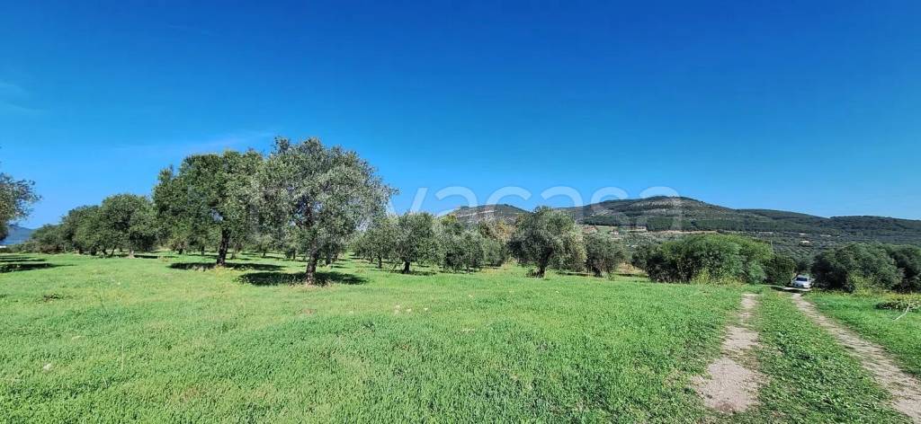 terreno agricolo in vendita ad Alghero