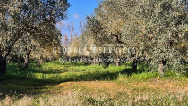 terreno agricolo in vendita ad Alghero in zona Sa Segada