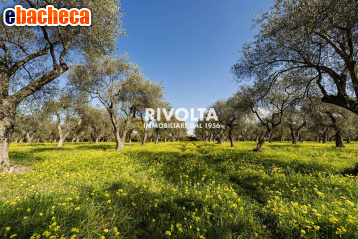 terreno agricolo in vendita ad Alghero