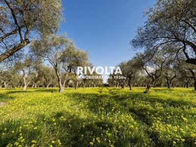 terreno agricolo in vendita ad Alghero