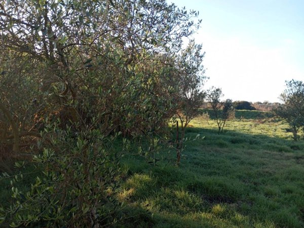 terreno agricolo in vendita ad Alghero