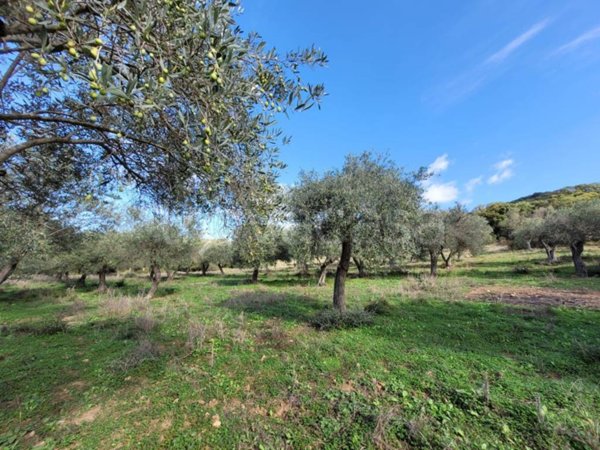 terreno agricolo in vendita ad Alghero