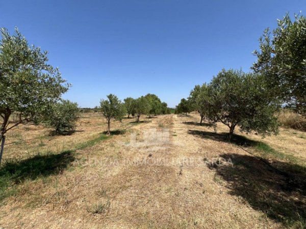 azienda agricola in vendita ad Alghero