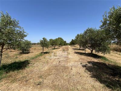 terreno agricolo in vendita ad Alghero